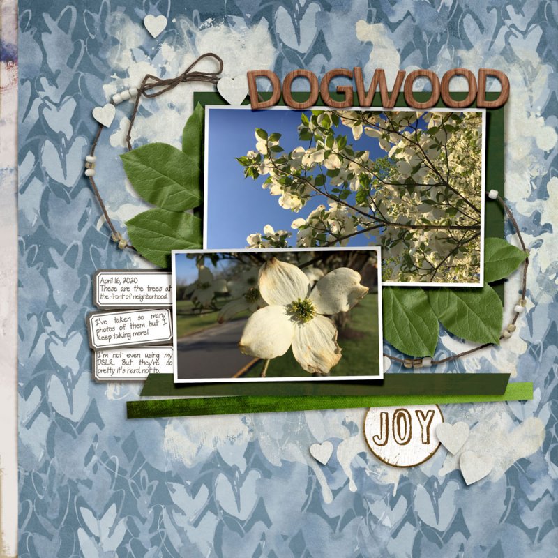 04fdd_Fiddlesticks64-dogwood