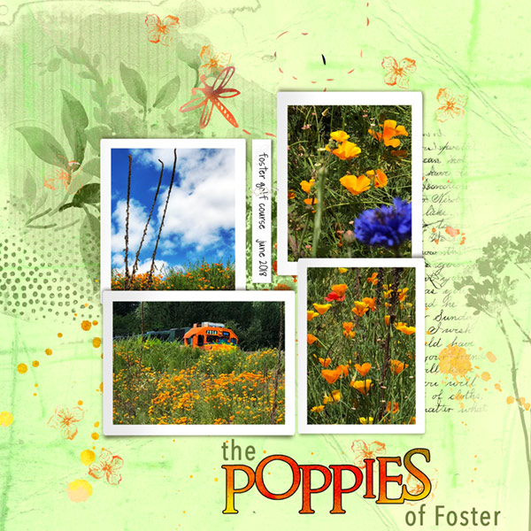 06-18_BYOC_Foster-Poppies