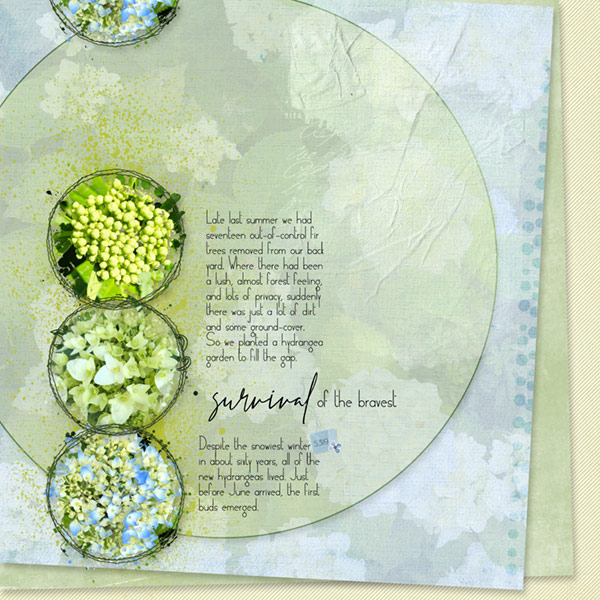 06-19_Circles_Survival-Hydrangeas