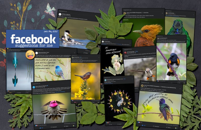 06Facebook-suggests-birds