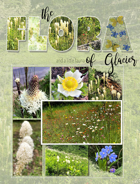 07-19_Flora-of-Glacier