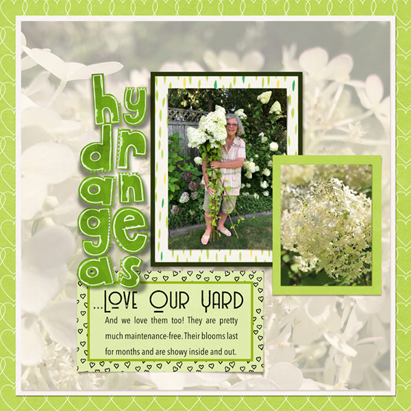 09-19_Hydrangeas