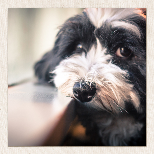 1 Photo Page design