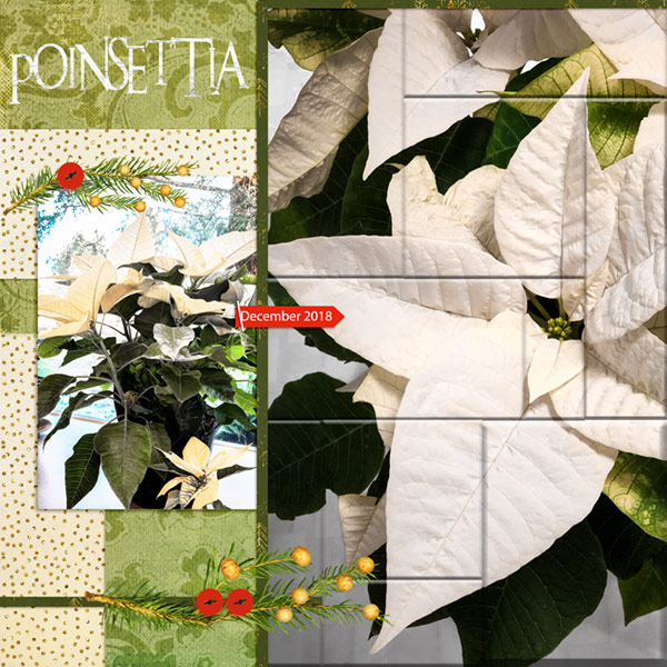 12-18_Poinsettias
