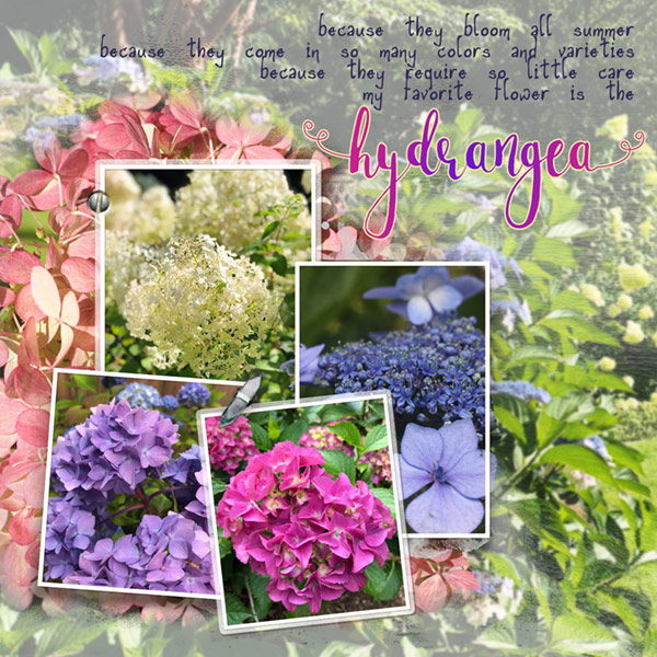 12-19_Wk1_Hydrangeas