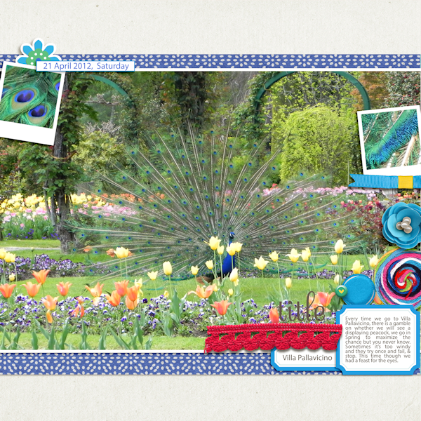 120421_peacock