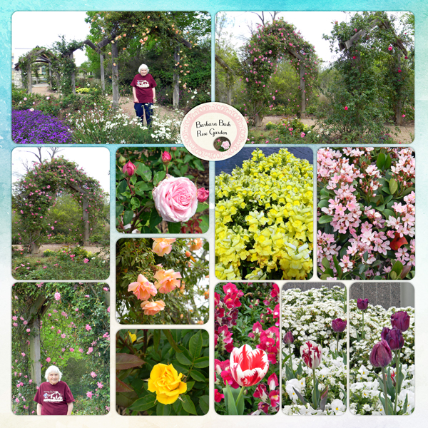 13Apr_Bush_Roses