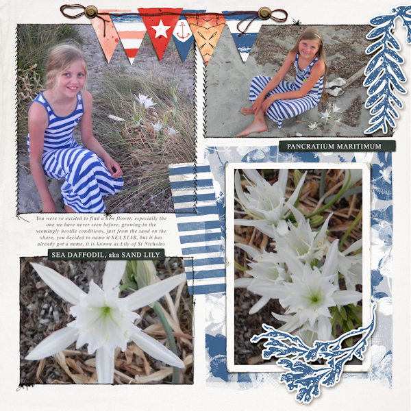 13jul_sea Lily