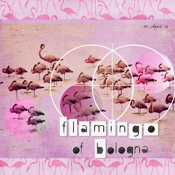 14apr24_flamingo01