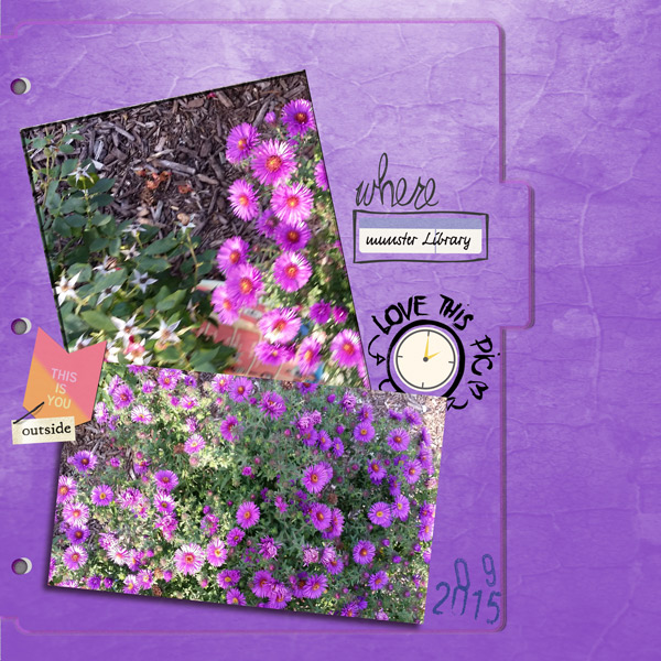 1509_mums