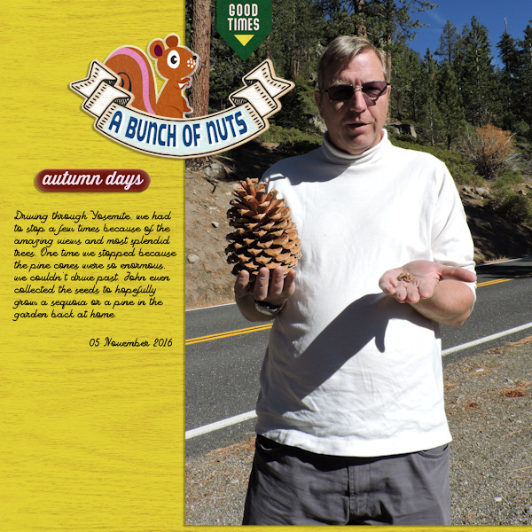 161105_pine Cones