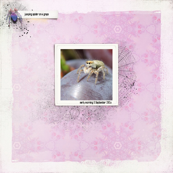 16_spider03