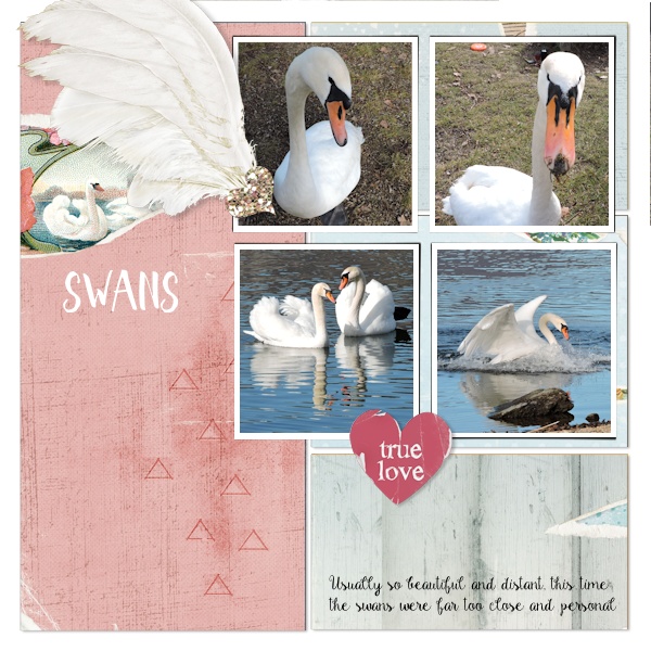 16feb_swans01