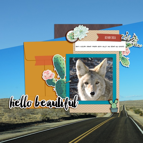 16nov_coyote