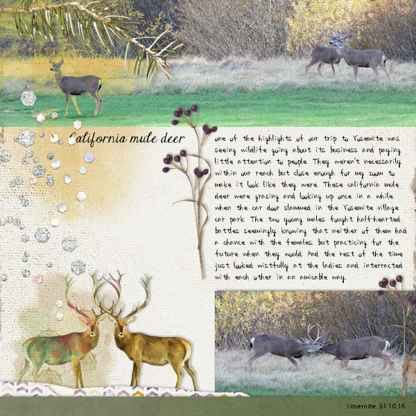 16yosemite_deer01