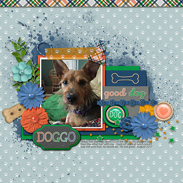 17.08-Doggo---Teddy