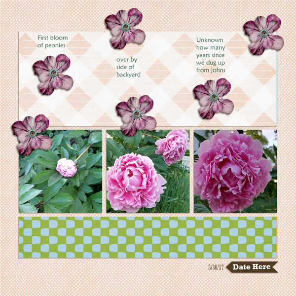 17530_peonies