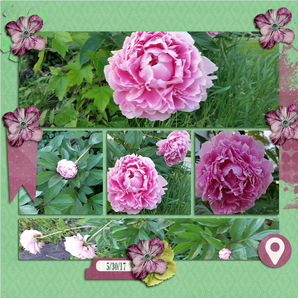 17530_peonies2