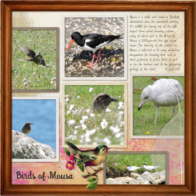 17jun16_Mousa Birds