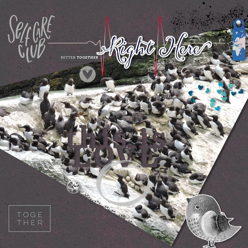 17jun_guillemots