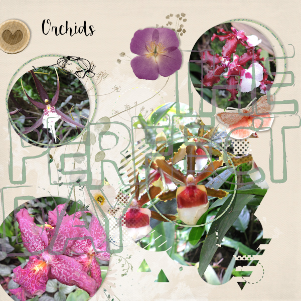 180330_orchids