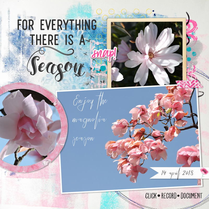 18apr14_magnolia01