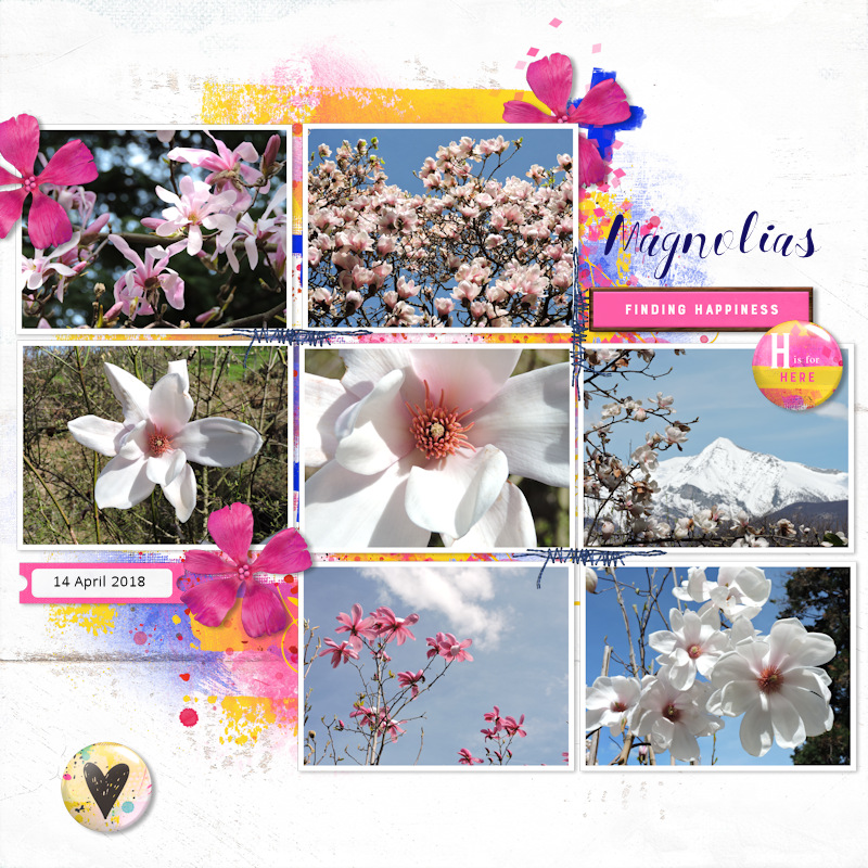 18apr14_magnolia02