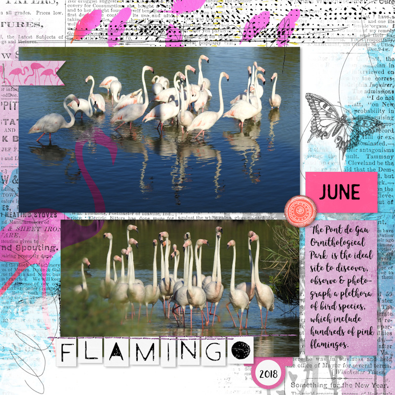 18jun23_flamingo03