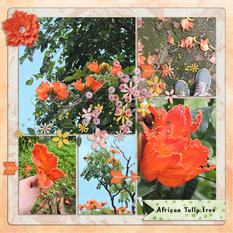 18mar_Hawaii Tulip Tree