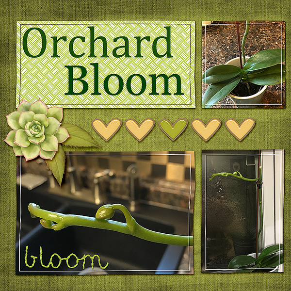 19.01 Orchard Bloom