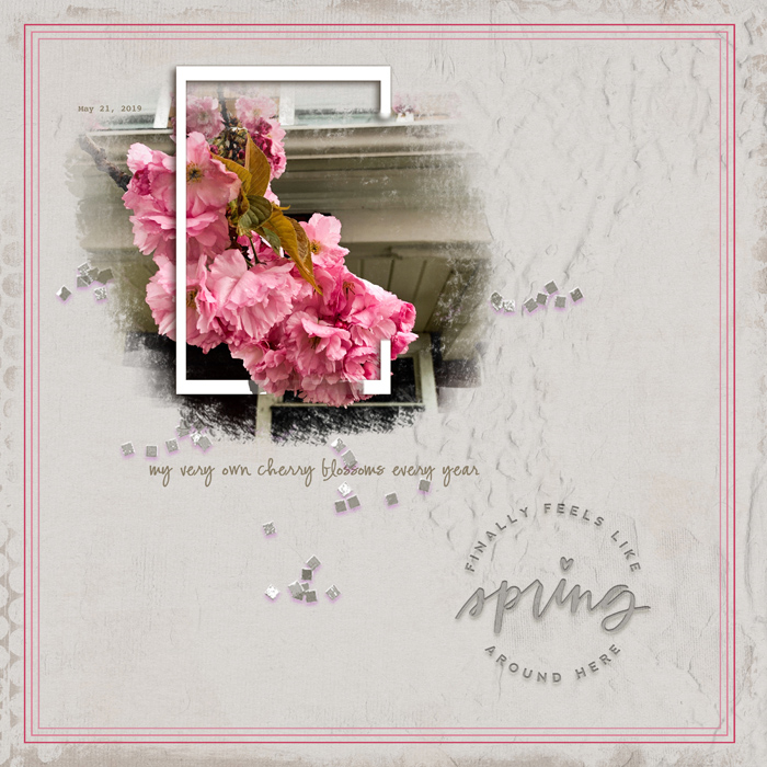 1905-TLP-Photo Cherry Blossoms