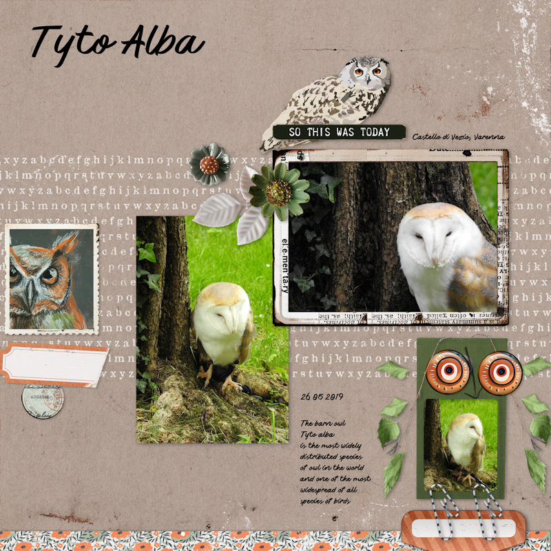 190526_Barn Owl