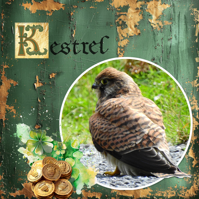 190718_kestrel2