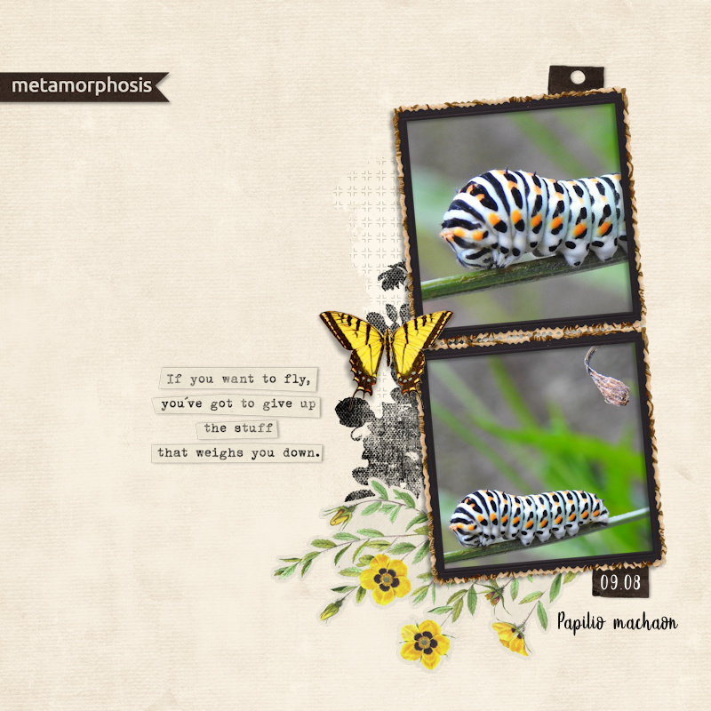 190809_machaon