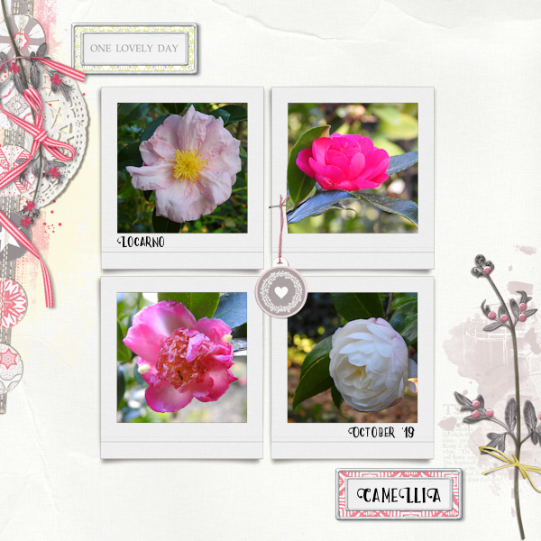 191005_camellia