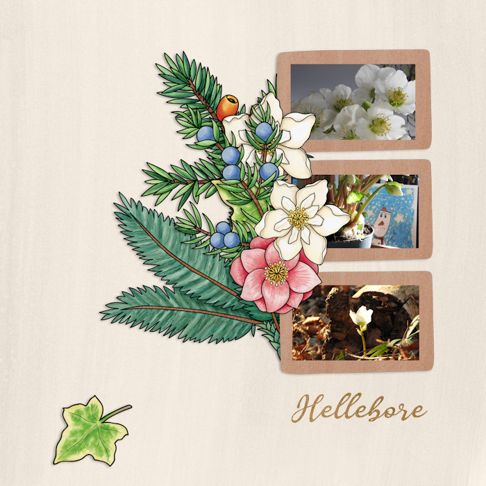 1912_hellebore