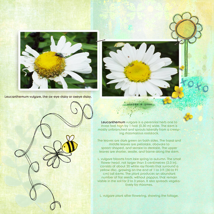 200007_daisy