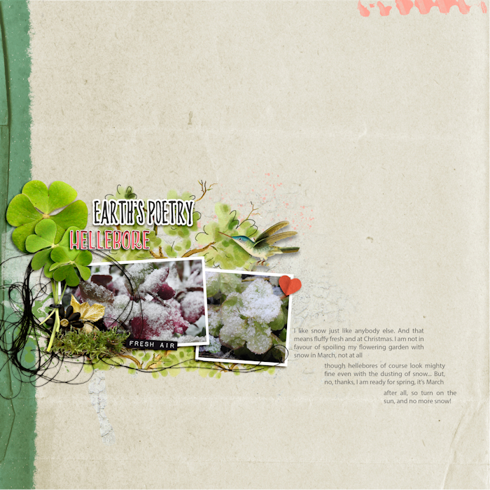 200302_hellebore