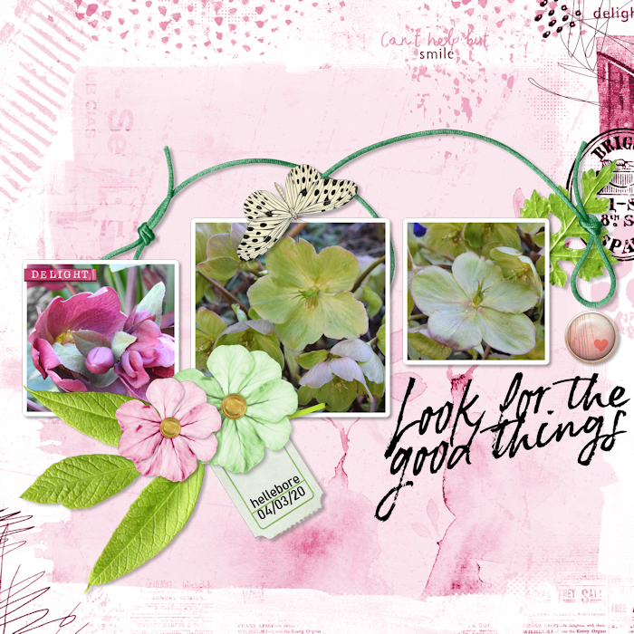 200304_hellebore