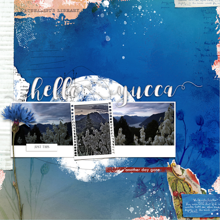 200703_yucca