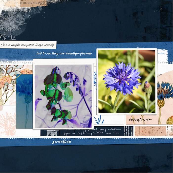 200705_cornflower