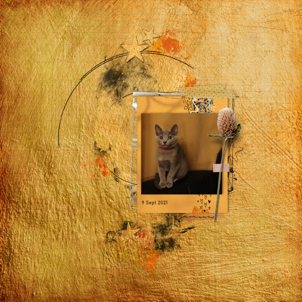 200909_Fav Cat