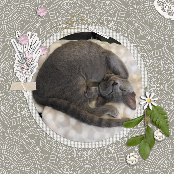 200930_cat Nap