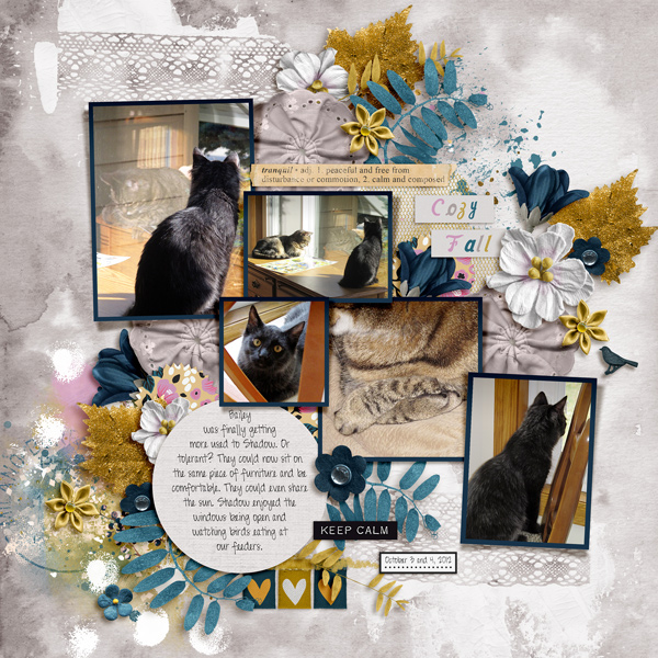 20121003 cozy cats