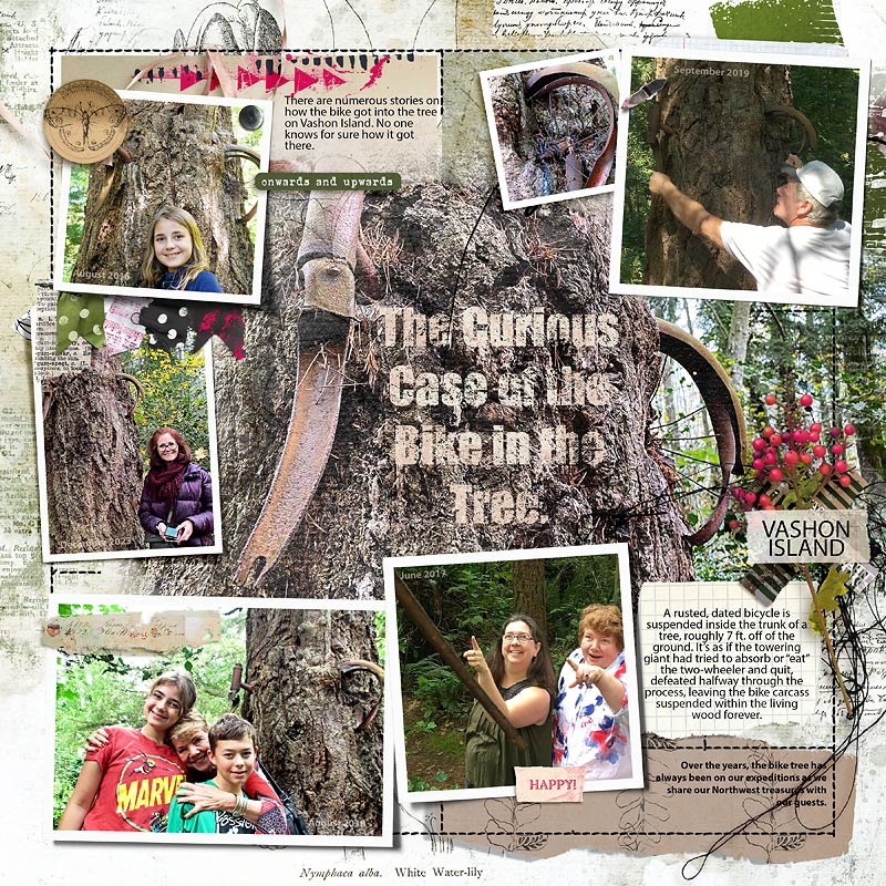 2016-2023-The-Curious-Case-of-the-Bike-in-the-Tree