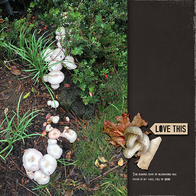 2016-Day-10-Mushrooms
