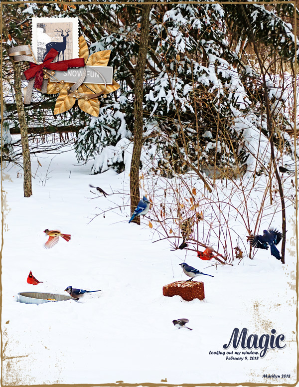 2018-02_February-Birds_web