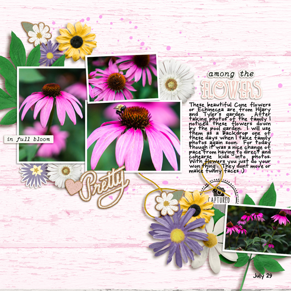 2018-7-29-cone-flowers_600web