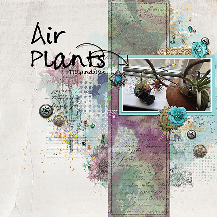 2018-Air-Plants
