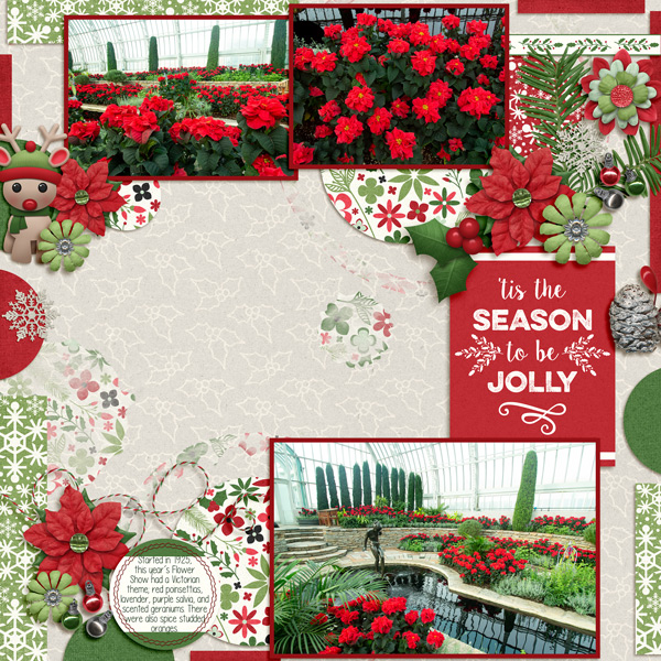 20181226 Poinsettias